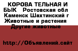 КОРОВА ТЕЛЬНАЯ И БЫК - Ростовская обл., Каменск-Шахтинский г. Животные и растения » Другие животные   